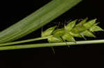 Eastern narrowleaf sedge